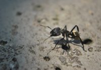 رؤية النمل الاسود في المنام