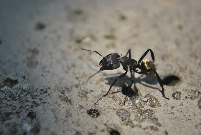 رؤية النمل الاسود في المنام
